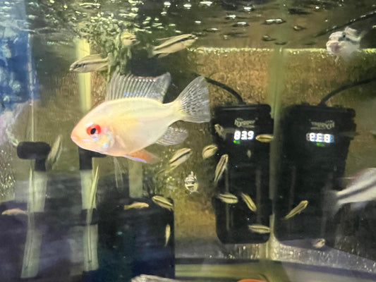 German Gold Ram