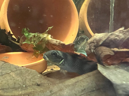 Nanochromis transvestitus