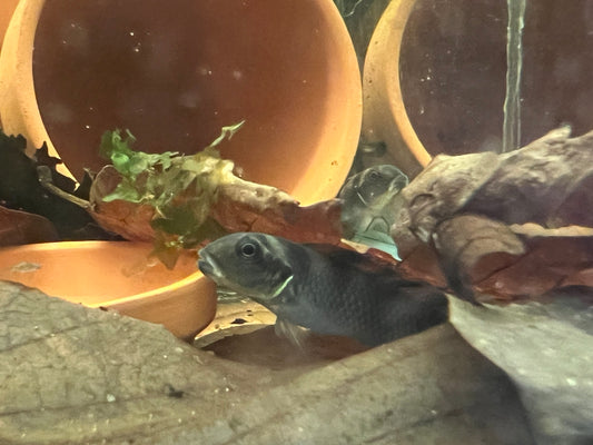 Nanochromis transvestitus
