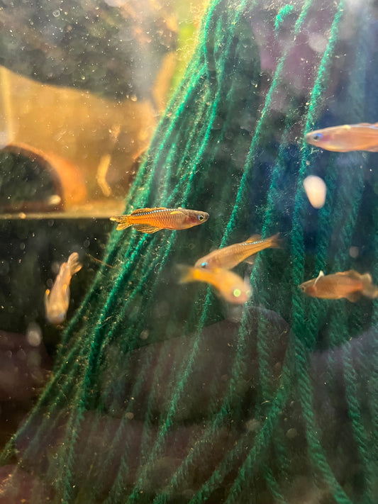 Red Neon Blue Eye Rainbowfish - Pseudomugil Luminatus