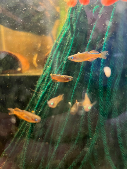 Red Neon Blue Eye Rainbowfish - Pseudomugil Luminatus
