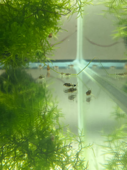Corydoras Habrosus (Dwarf salt and pepper cory)
