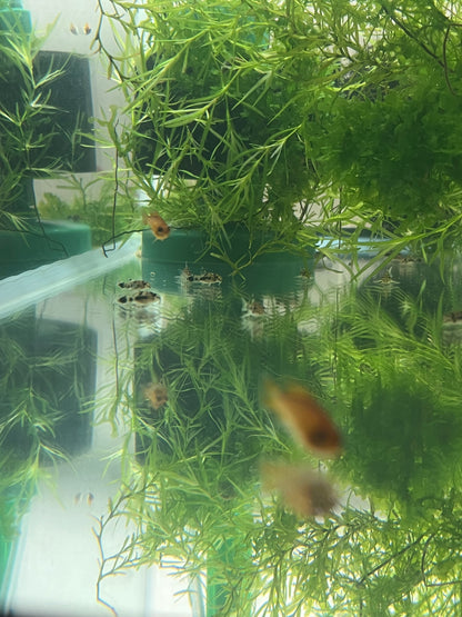 Corydoras Habrosus (Dwarf salt and pepper cory)