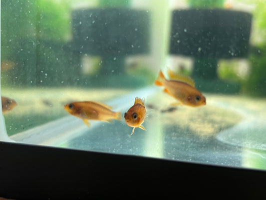 Apistogramma Agassizzi “Fire Red”