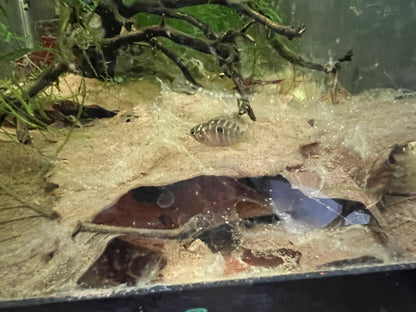 Ivanacara bimaculata