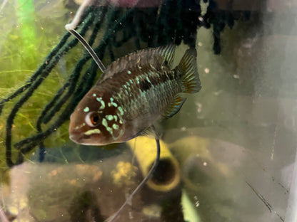 Ivanacara bimaculata