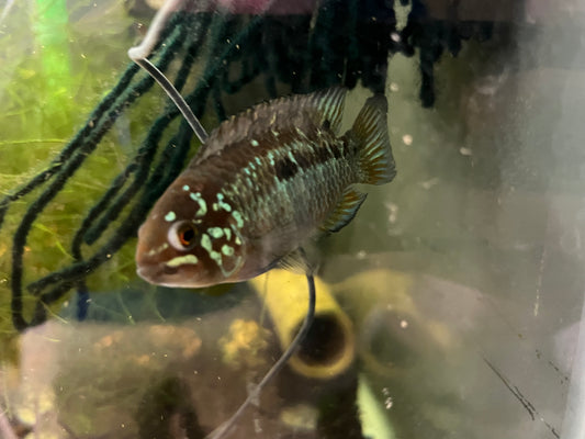 Ivanacara bimaculata