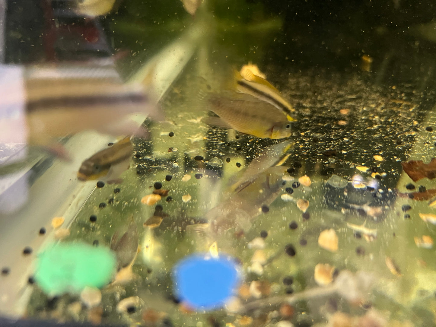 Pelvicachromis kribensis “taeniatus Kienke”