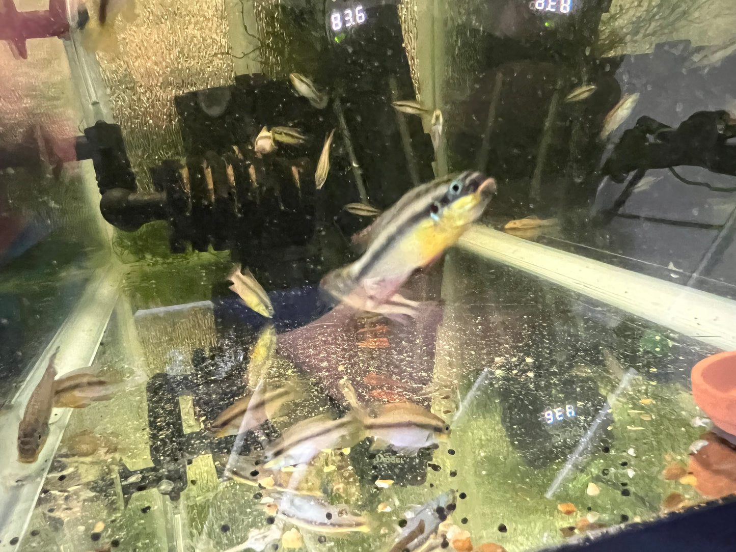 Pelvicachromis kribensis “taeniatus Kienke”