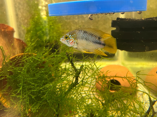 Apistogramma borelli “Opal”