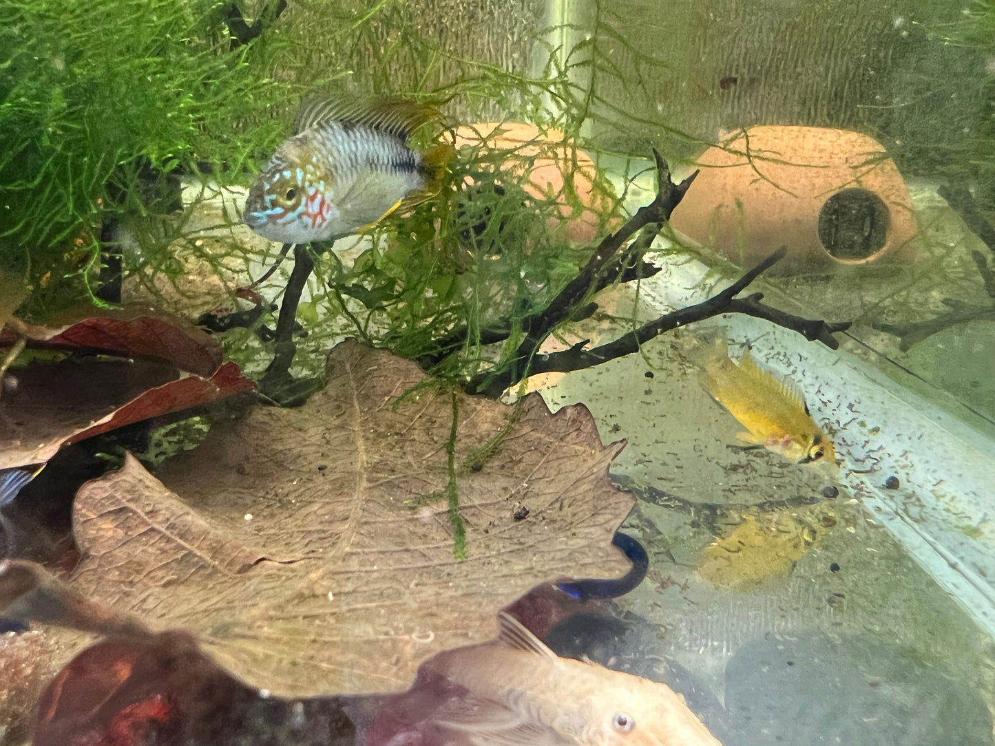 Apistogramma borelli “Opal”