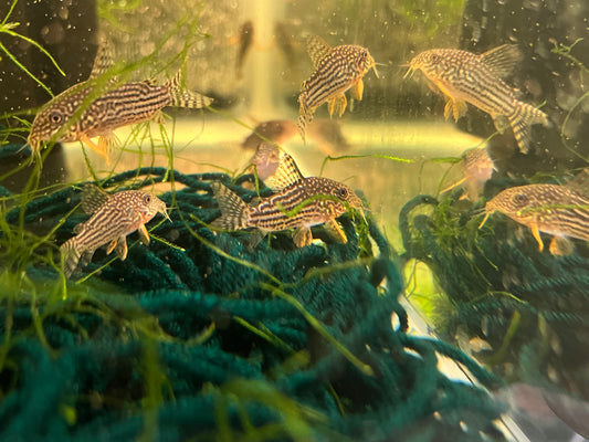 Corydoras sterbai